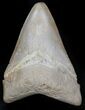 Brown,  Bone Valley Megalodon Tooth #34773-1